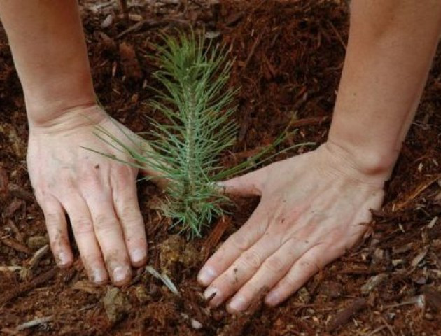 Міжнародний День лісу: на Волині садять дерева і «воюють» з лісовими пожежами