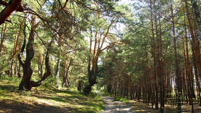 Цивільним заборонили відвідувати ліси на Камінь-Каширщині (документ)