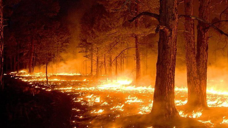 Біля Чорнобильської АЕС горять ліси: радіаційний фон погіршується