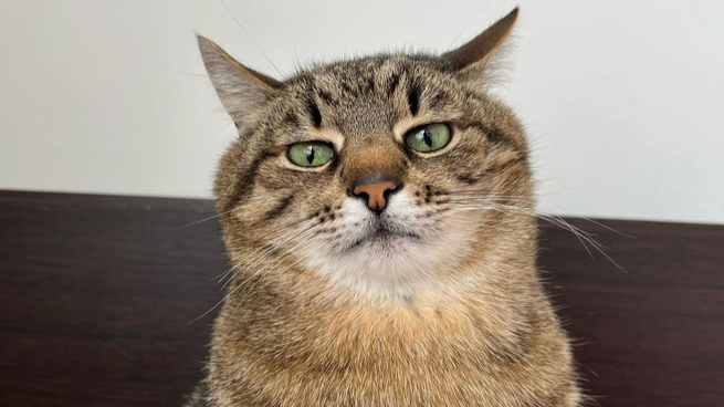 Українська Instagram-зірка кіт Степан зібрав понад 10 тисяч доларів на допомогу тваринам в Україні