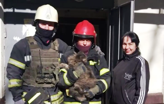 Провів під завалами два тижні: у Харкові рятувальники визволили кота (відео)