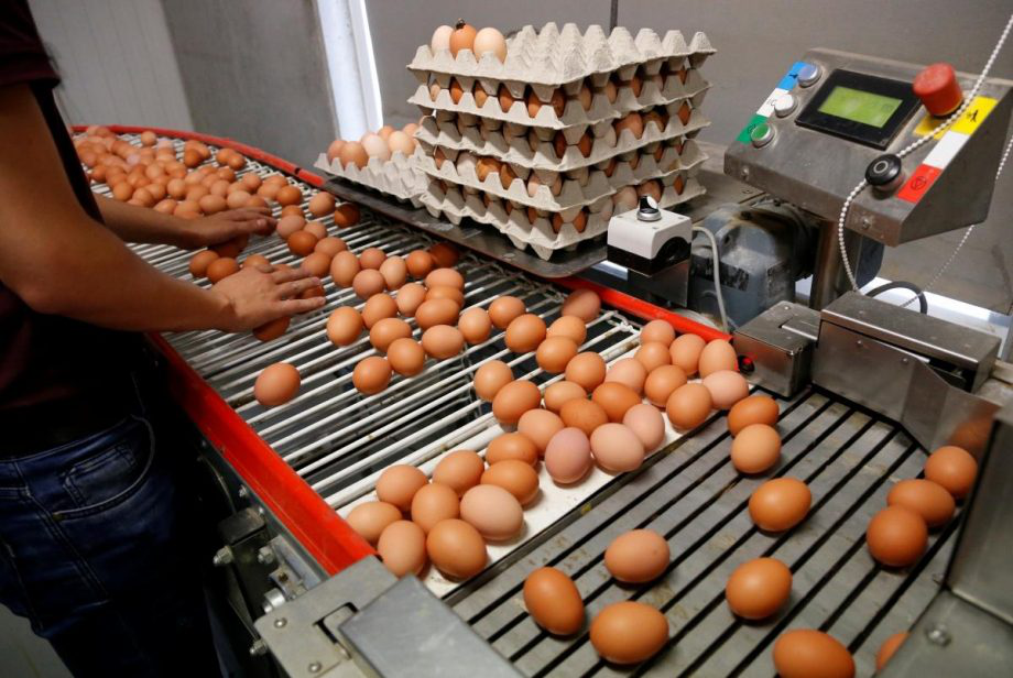 У Мінагро запевнили, що дефіциту яєць, курятини, молока та овочів не буде
