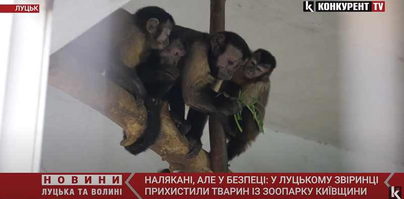 Капуцинів-переселенців з Київщини прихистили у Луцькому зоопарку (відео)
