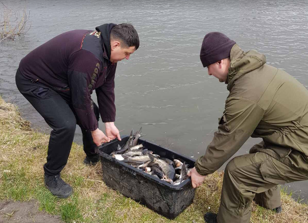 У ставок на Горохівщині вселили майже 400 кілограмів риби (фото, відео)