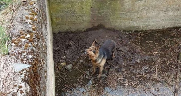 На Волині рятувальники витягнули собаку з бетонної пастки (фото, відео)