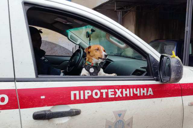 Популярний пес Патрон отримав передачу від луцьких волонтерів (фото, відео)