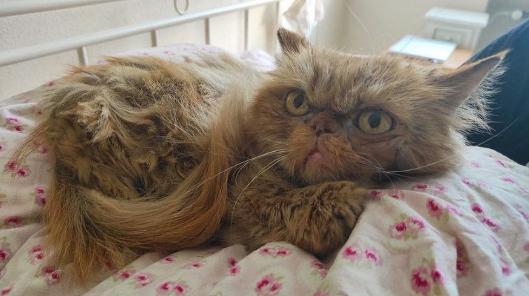 Назвали Шафкою: врятована кішка з Бородянки знайшла господарів (фото)