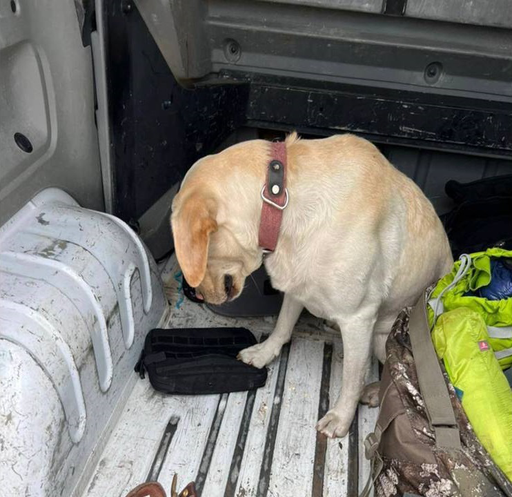 В «Ягодині» службовий собака винюхав у сумці американця амфетамін (фото)