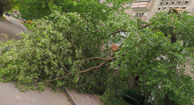 У Луцьку сильний вітер поламав дерева (фото, відео)