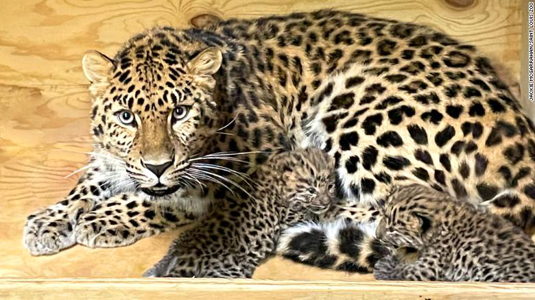 У США народилися двоє дитинчат далекосхідного леопарда, який перебуває під загрозою зникнення (фото)
