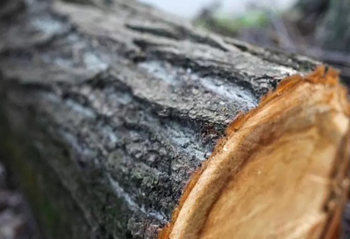 Нашкодив на понад 83 тисячі гривень: волинянин зрубав 12 дерев