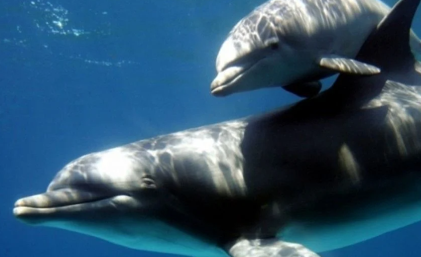 У Чорному морі через рашистів загинули кілька тисяч дельфінів, – еколог