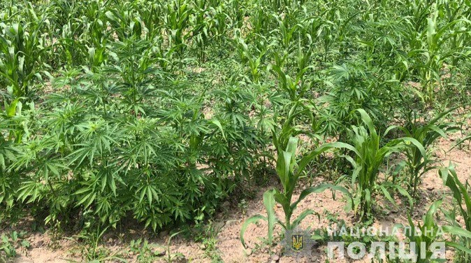 Коноплі серед кукурудзи: 54-річний волинянин вирощував заборонені рослини (фото)