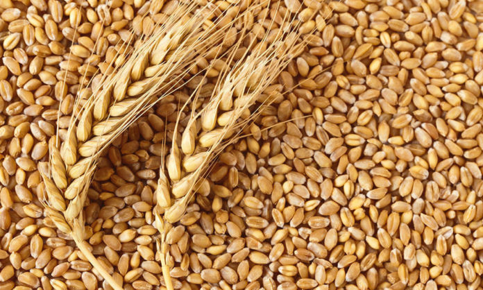 Цьогоріч аграрії планують зібрати від 50 мільйонів тонн зернових