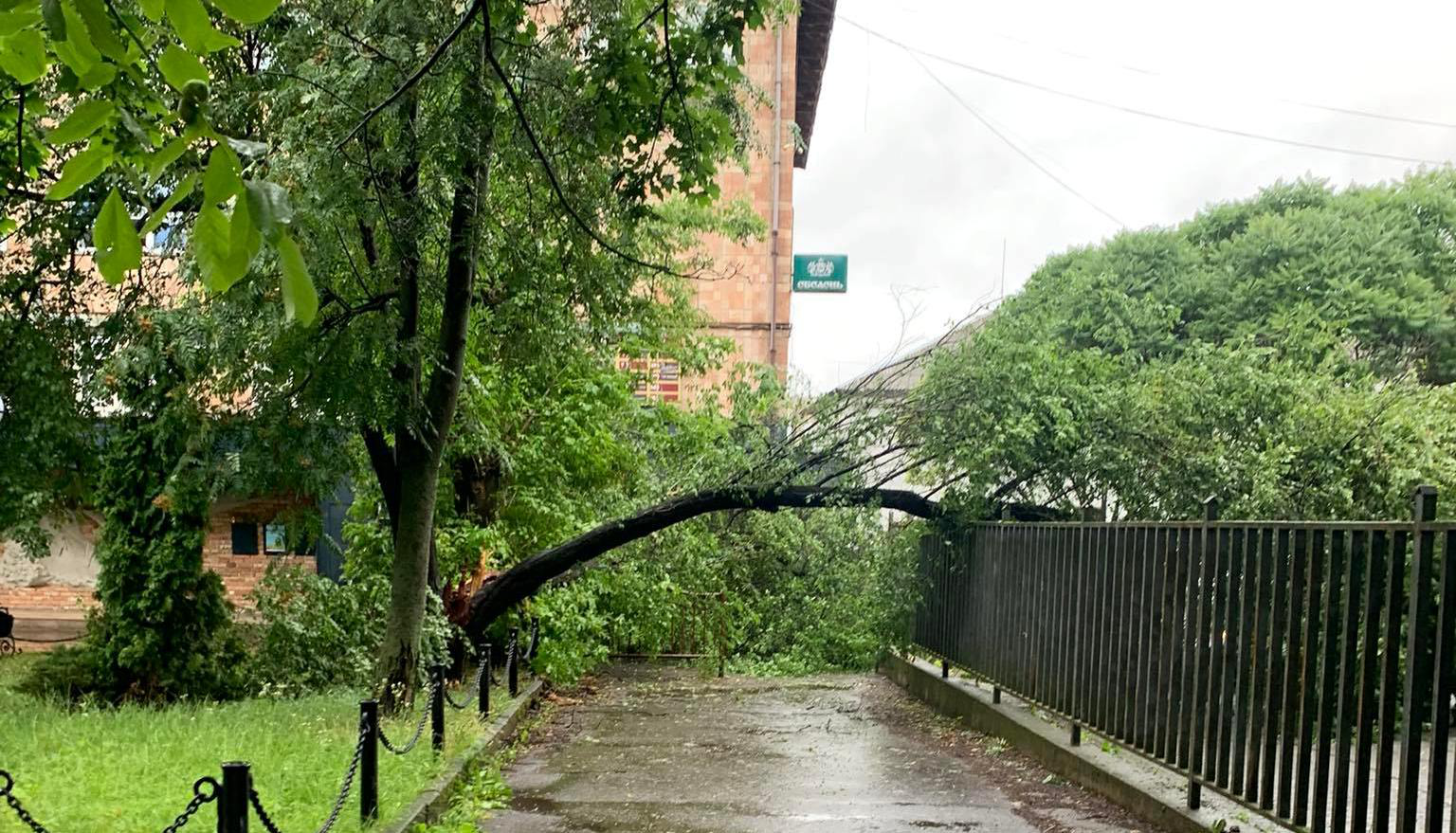 Негода у Луцьку: вночі вітер повалив дерево (фото)