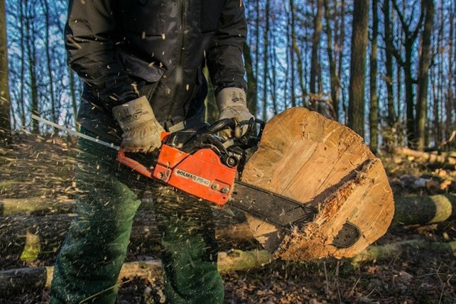 У Ківецрях крадія лісу оштрафували на 17 тисяч: порізав дерева у заказнику