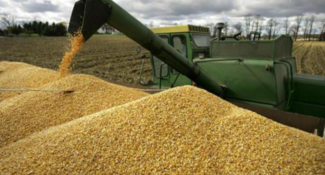 Яким буде врожай пшениці у 2022 році