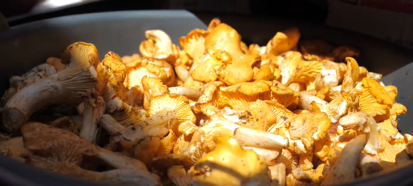 Білі, маслюки та лисички: скільки на луцькому ринку коштують гриби (відео)