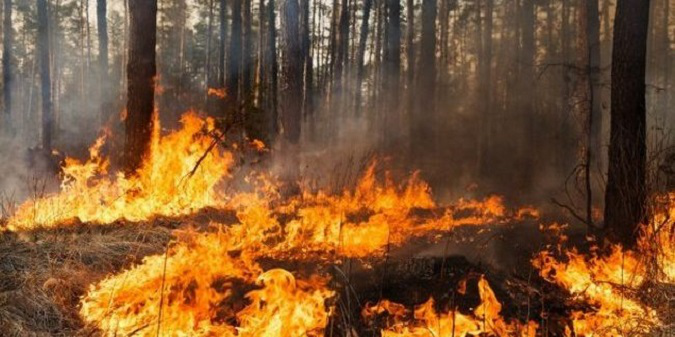 На Волині 38-річний чоловік знищив вогнем 14 гектарів лісу
