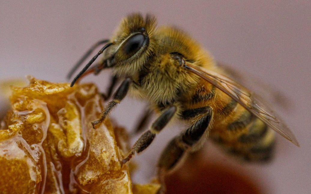 У Тернопільській області чоловік помер після укусу бджоли