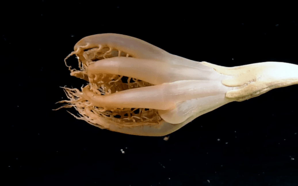 «Ми такого не очікували»: у Тихому океані вчені помітили дивну морську істоту (відео)