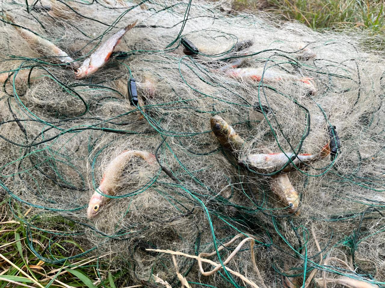 На Волині браконьєр на човні наловив риби на понад 350 тисяч гривень (фото, відео)
