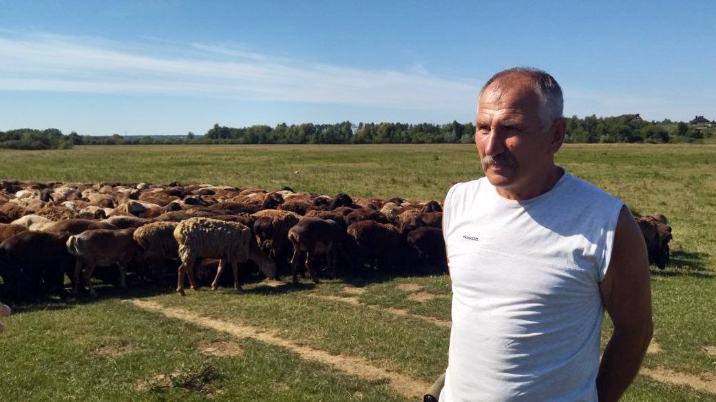 Вівчар пригнав з Донеччини на Волинь 400 овець (фото, відео)