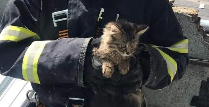 У Луцьку рятувальники витягнули з пастки кошеня (фото)
