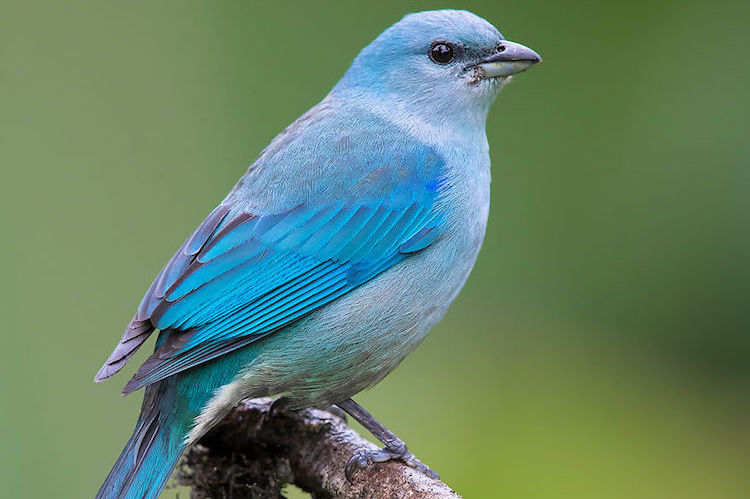 Науковці встановили, що європейські птахи втрачають колір через кліматичні зміни
