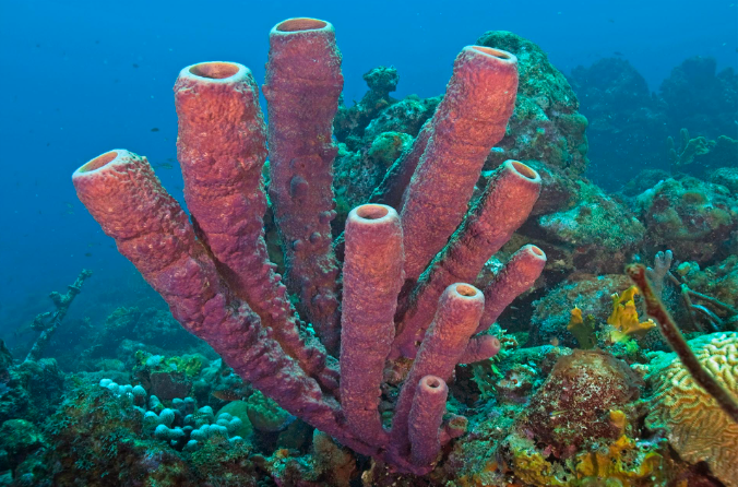 Науковці дізнались, що глибоководні морські губки вміють чхати (відео)