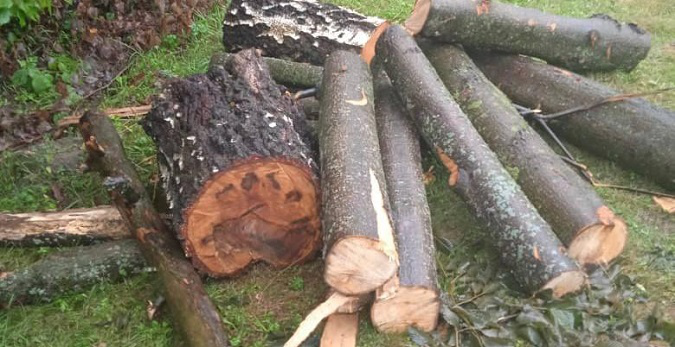 У Луцькому районі чоловік нарубав дерев на 80 тисяч гривень (фото, відео)