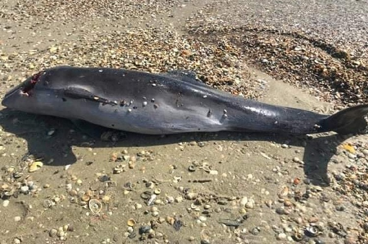 Через війну в Чорному морі загинуло більше ніж 5000 дельфінів