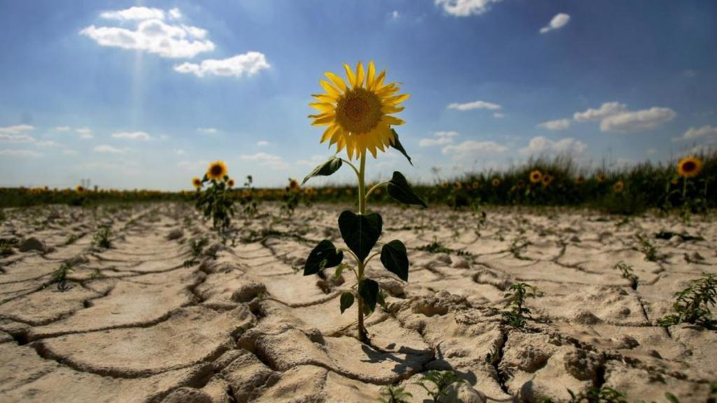 Посуха в Європі може зачепити Україну, – доповідь ЄС
