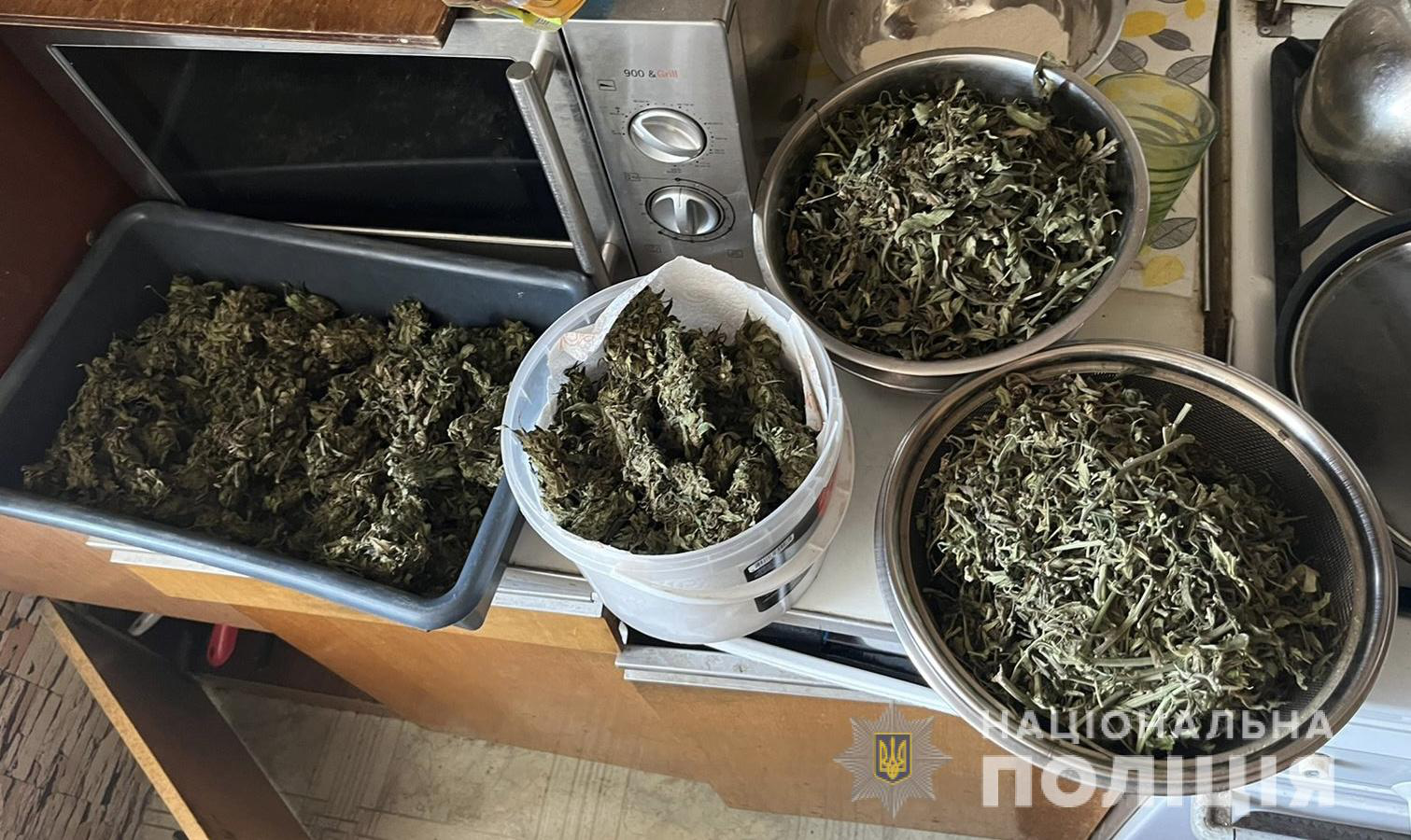 Зібрав врожай конопель: у волинянина знайшли наркотики на 150 тисяч гривень (фото, відео)