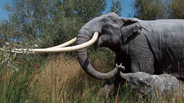 Археологи знайшли гігантський бивень слона, який помер 500 тисяч років тому