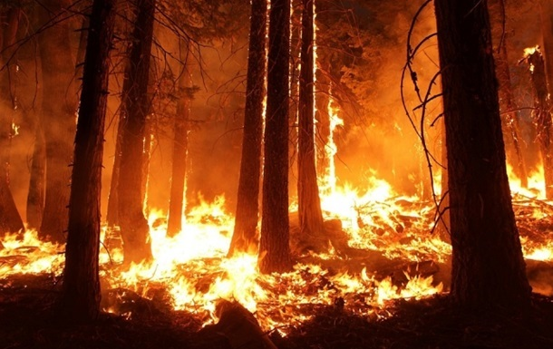 Волинянин спалив 14 гектарів лісу: сидітиме від 5 до 10 років