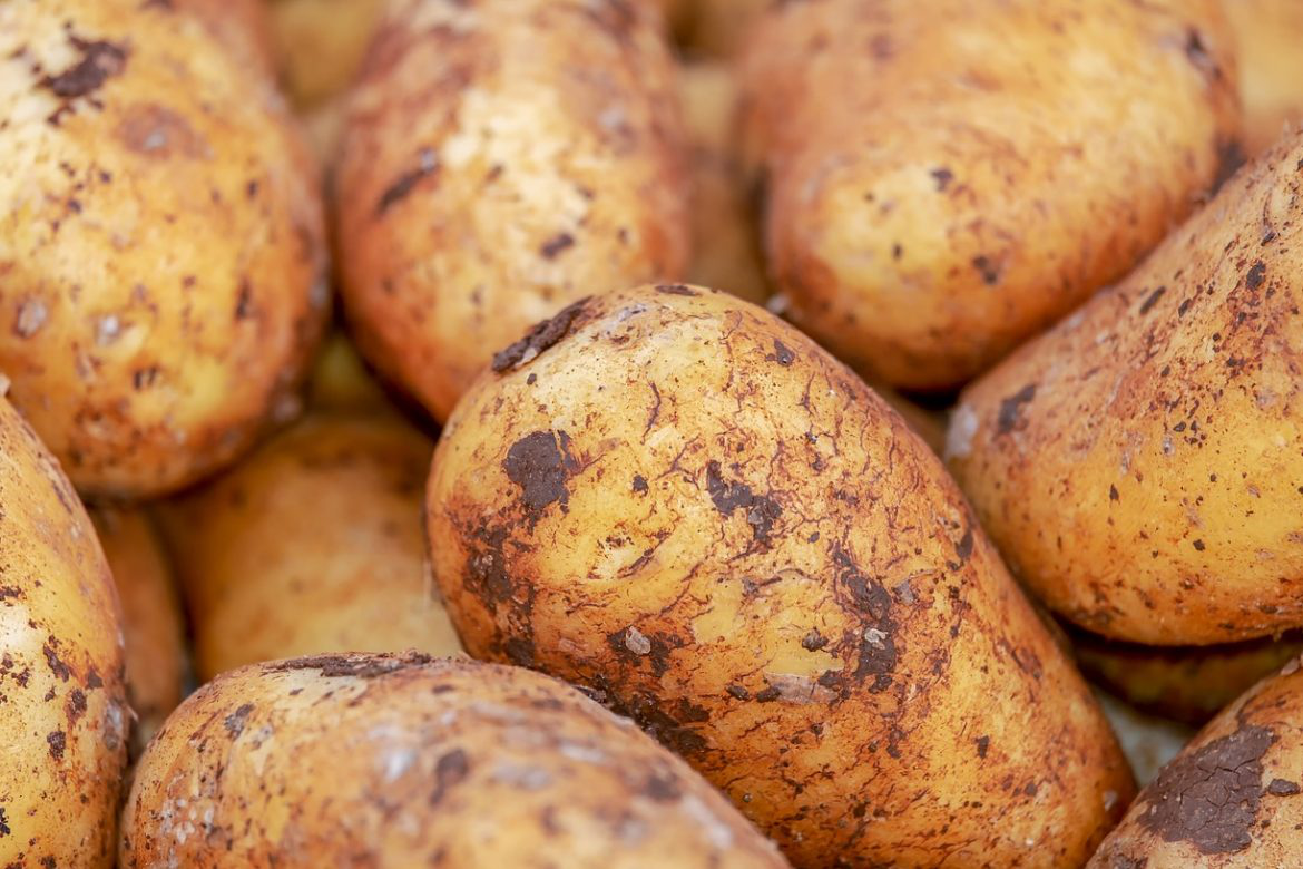 У США виявили нову хворобу картоплі