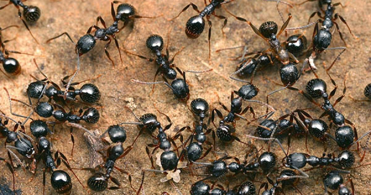 Вчені підрахували всіх мурах на Землі. Як вони це зробили
