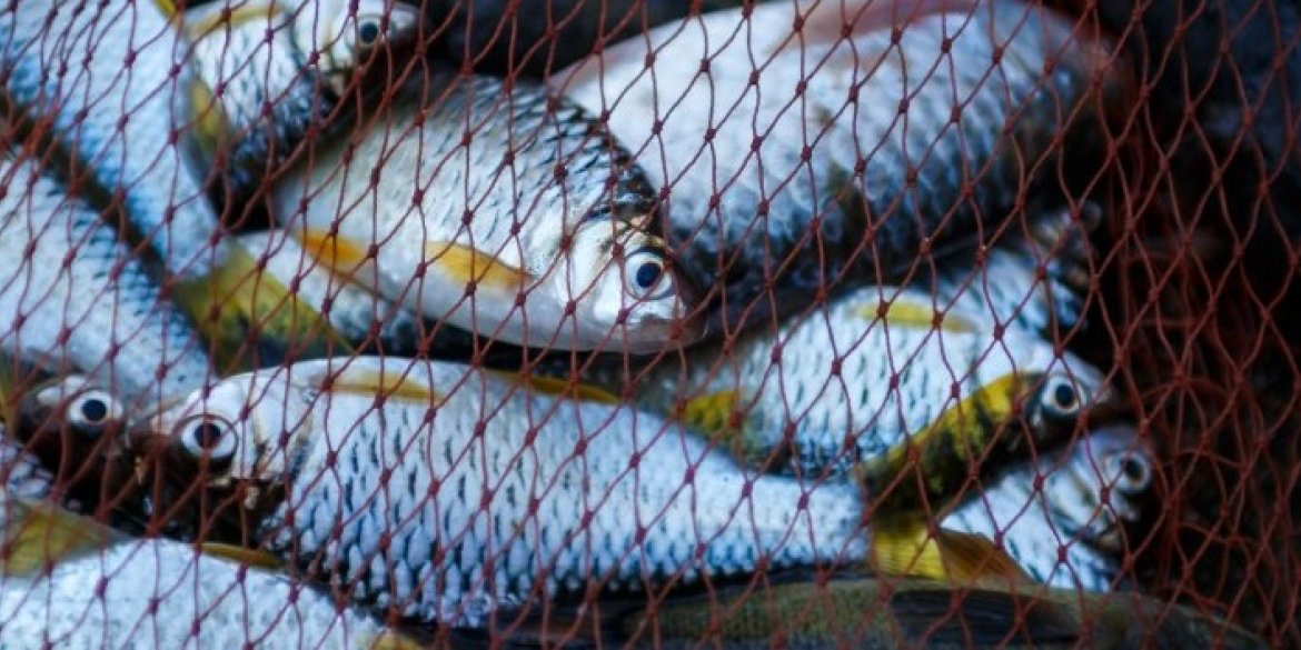 На Волині браконьєр наловив риби на 100 тисяч – незаконну здобич передали ЗСУ
