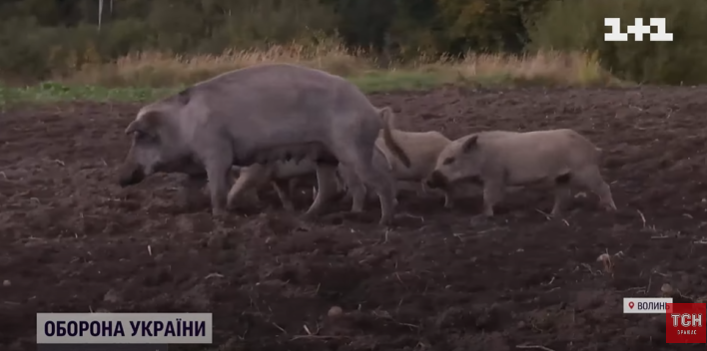 На Волині дикі свині тероризують одразу кілька сіл (відео)