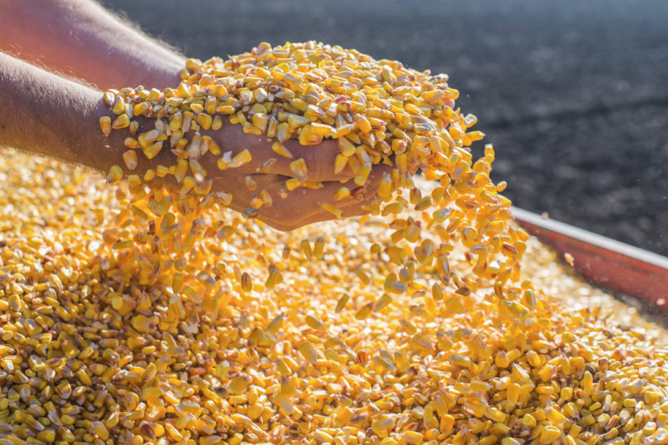 Експорт кукурудзи утричі вище торішнього