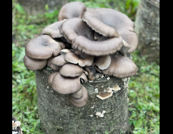 На Ківерцівщині лісівники відновили вирощування гриба гливи (фото)