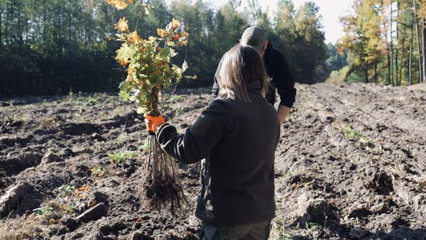 Дуби, липи і ялини: на Волині латвійські волонтери разом із лісівниками висадили ліс (фото, відео)