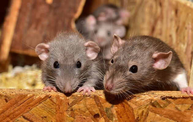 Науковцям вдалось повернути зір сліпим від народження мишам