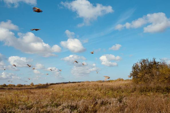 Волинські лісівники випустили на волю близько 500 фазанів (фото)