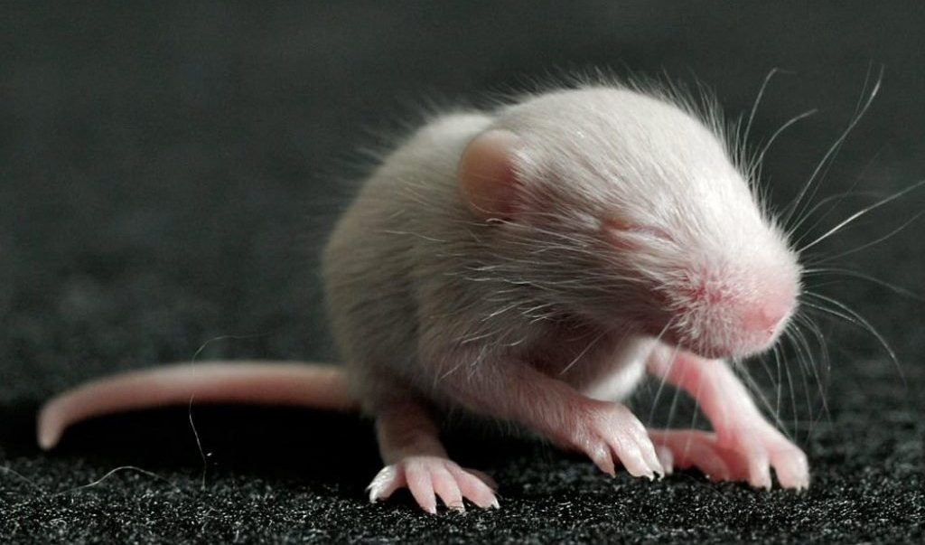 Вченим вдалось відновити зір дорослим мишам із вродженою сліпотою