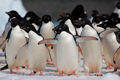 У світі значно скоротилася популяція пінгвінів Аделі: чим це небезпечно