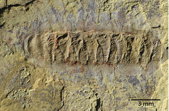 У Китаї знайшли хробака віком 520 млн років – може бути важливою ланкою еволюції