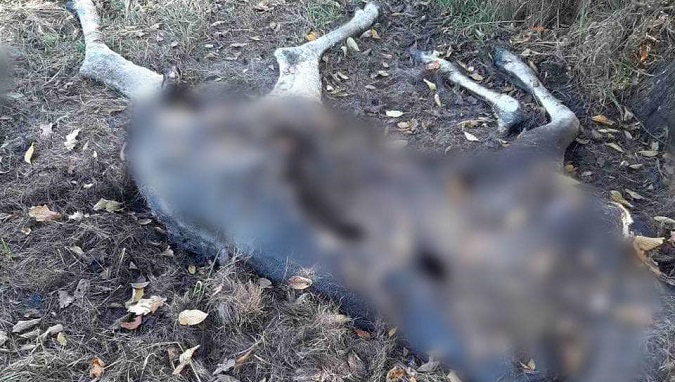 На Волині знайшли мертвою рідкісну тварину (відео)