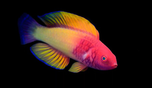 Вчені знайшли новий вид риб, які міняють стать